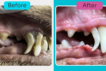 The Risks and Realities of Anesthesia-Free Dentistry for Pets