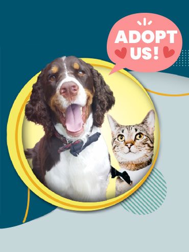 adopt-us-blog-image