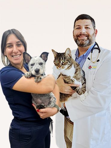 How Convenience Helps Your Pet’s Health