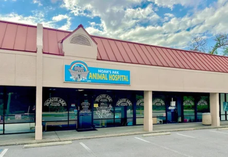 Noah’s Ark