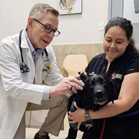 Your Pet’s Health Exposed: The Power of the Routine Exam